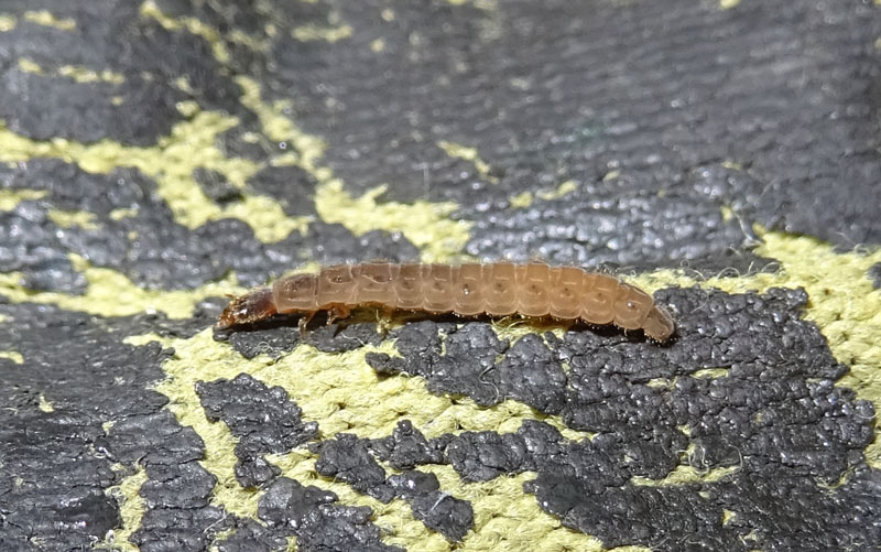 larva di........ Cantharidae